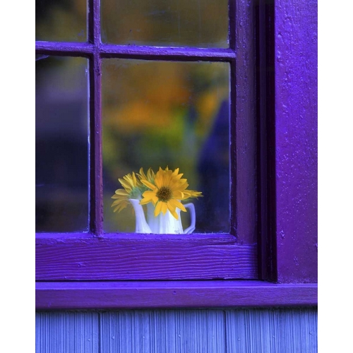OR, Brownsville Sunflowers in a window